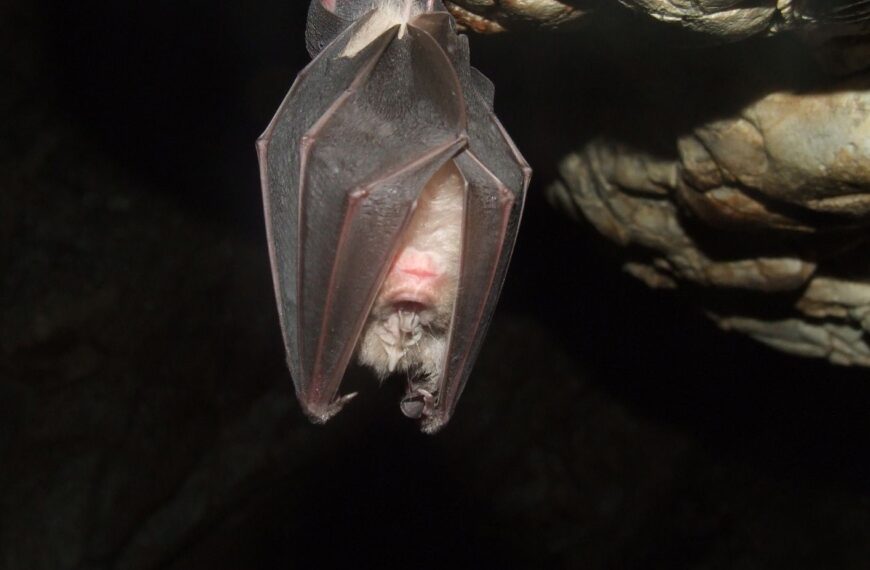 hibernacja nietoperza