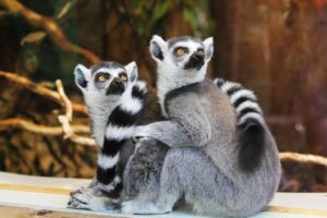 Ogrody zoologiczne