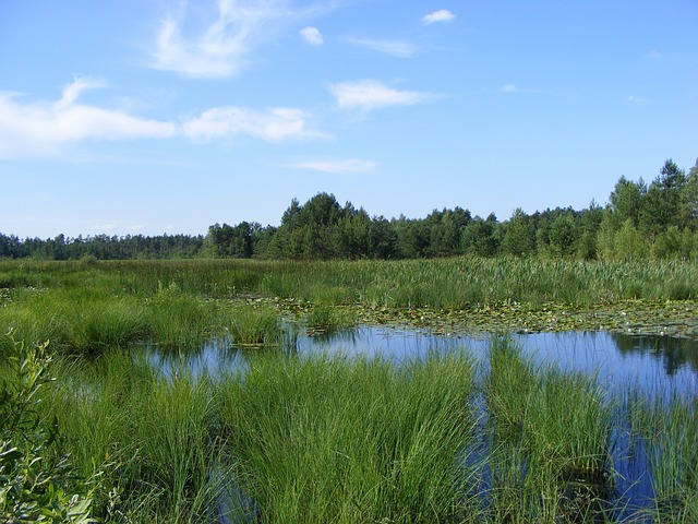 Strefy ekotonowe