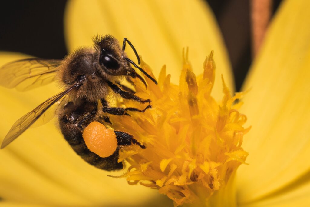Pszczoła miodna (Apis mellifera) jest jednym z najważniejszych zapylaczy Fot. Freepik