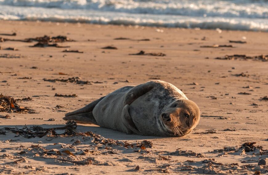 Dorosłe foki odpoczywają na plaży