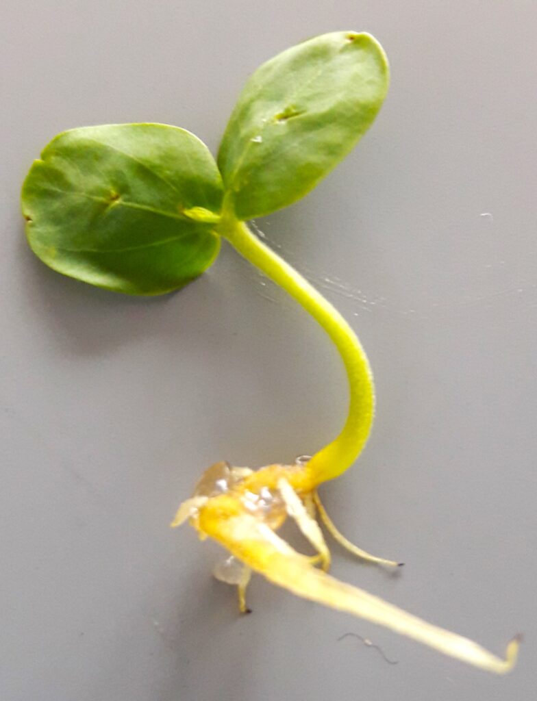 Czy ekstrakty z kakaowca działają prozdrowotnie? Polskie badania 1 kakao z ziarna kakaowca