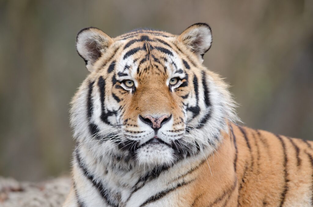 WWF Tygrys syberyjski gatunkiem parasolowym