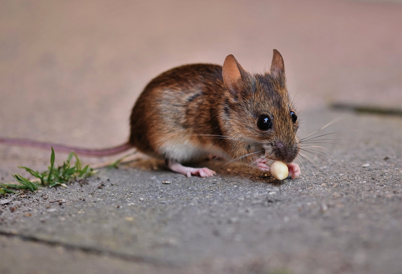 Mysz leśna i mysz polna to skuteczne bioindykatory skażenia środowiska arsenem, selenem i żelazem Fot. Pixabay