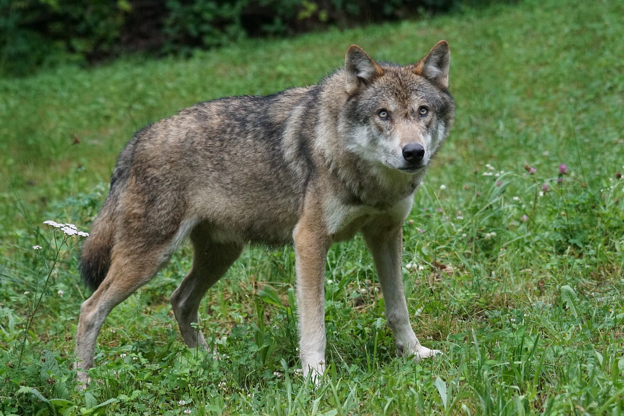 wilki obserwują ludzi