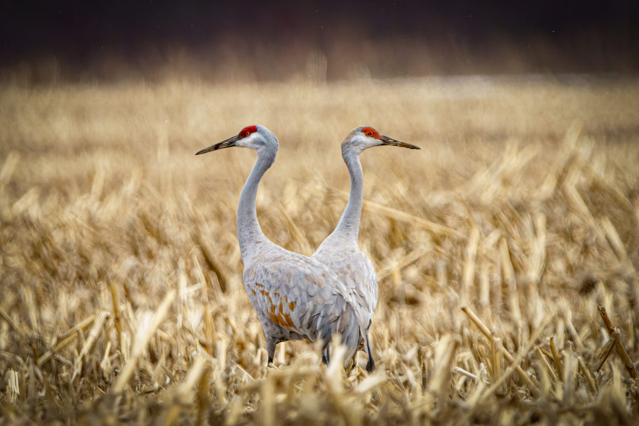 Żuraw kanadyjski (Antigone canadensis) Fot. Freepik