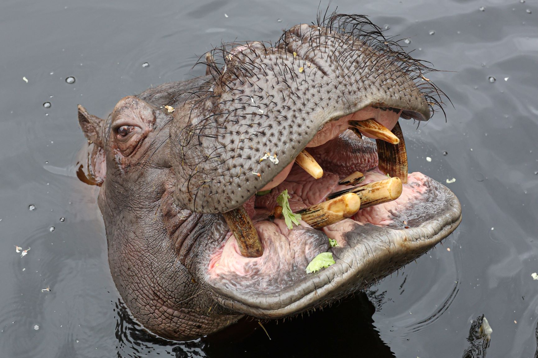 Urodziny hipopotama Huga