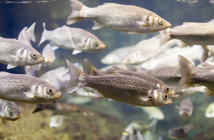Ryby, zwłaszcza te znajdujące się na końcu łańcucha pokarmowego, są dobrymi akumulatorami metali ciężkich Fot. Freepik