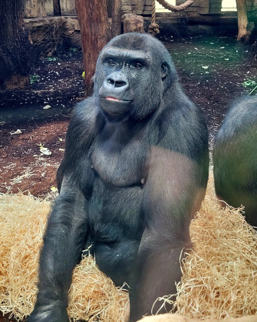 ZOO