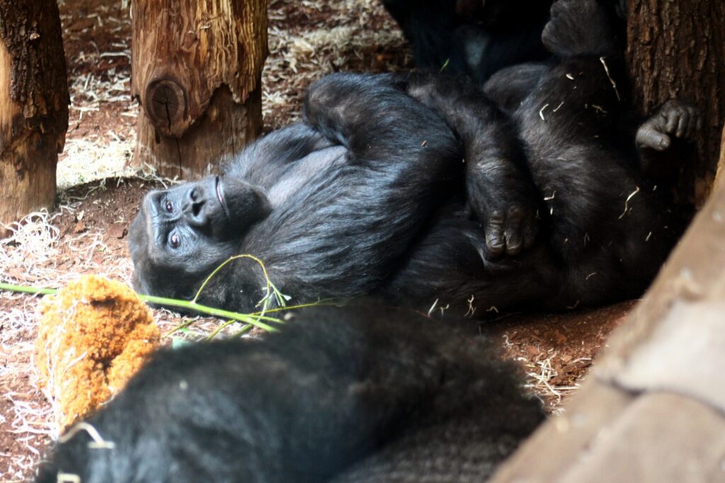 zoo