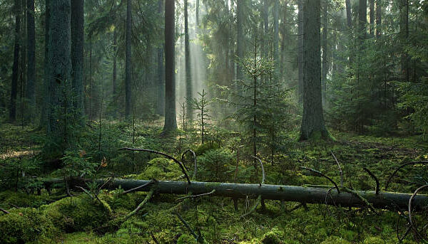 Greenpeace