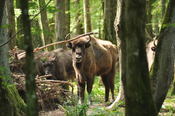 puszcza