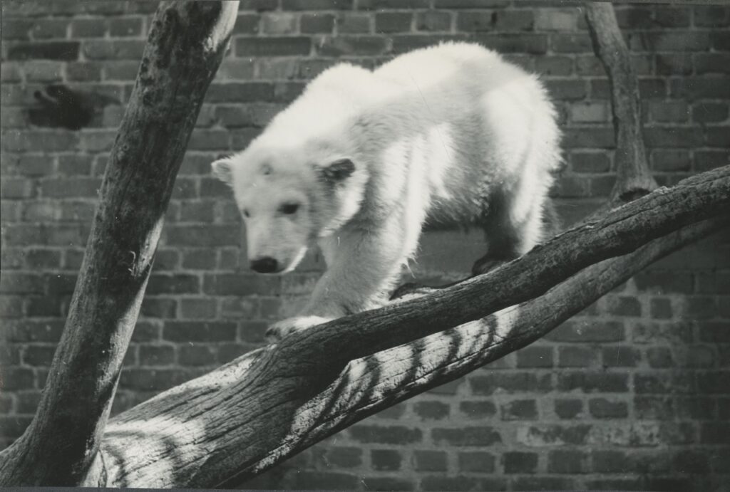 Gdańsk pełen zwierząt