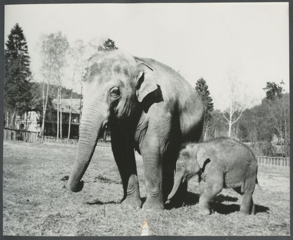 Gdańsk pełen zwierząt