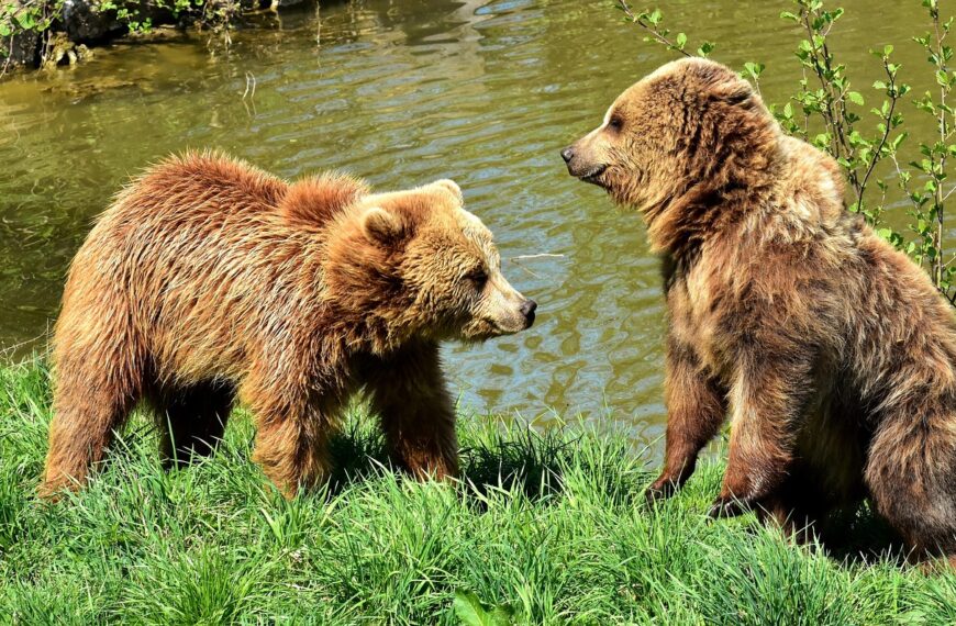 niedźwiedzie młodociane