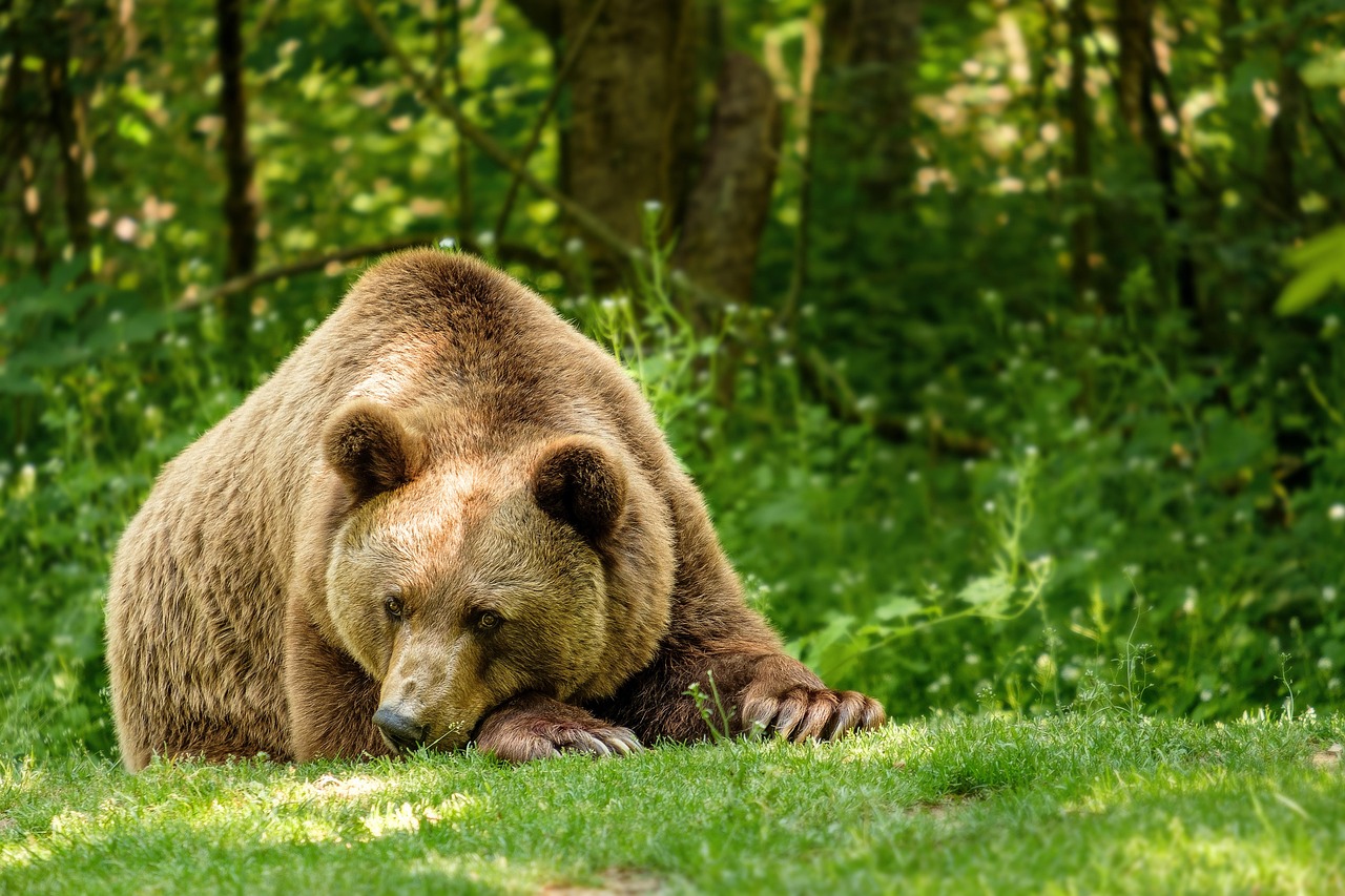 bieszczadzkie niedźwiedzie brunatne
