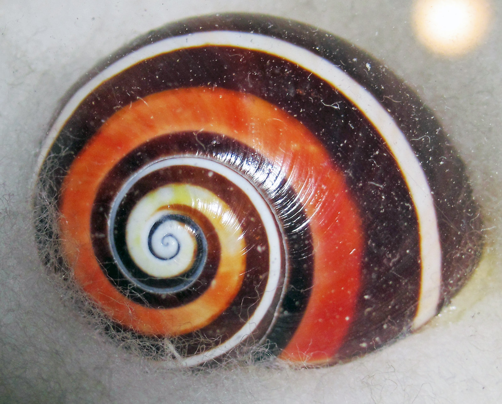 Polymita
