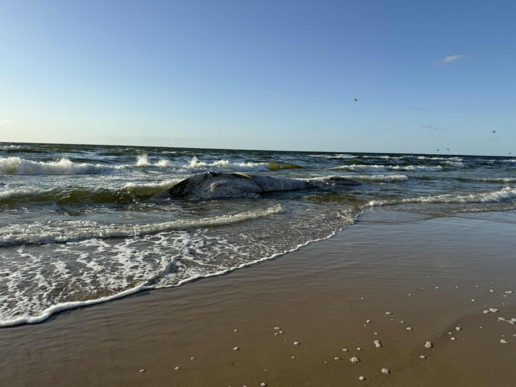 Martwy wieloryb na plaży w Wolińskim Parku Narodowym 1 wieloryb