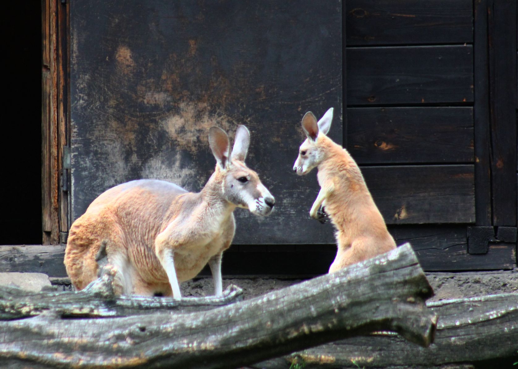 Kangury rude