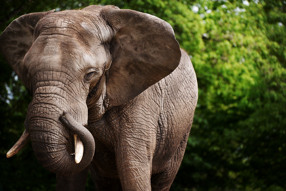 Dzień Słonia