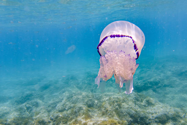 meduzy