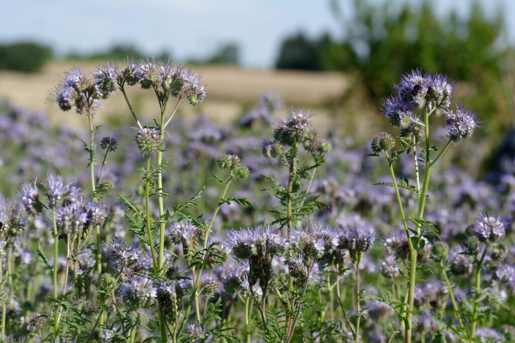 Facelia błękitna (Phacelia tanacetifolia Benth.) Fot. Pixabay