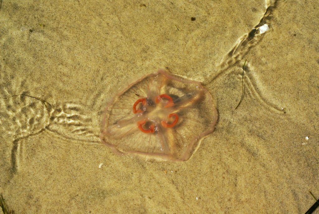 meduzy