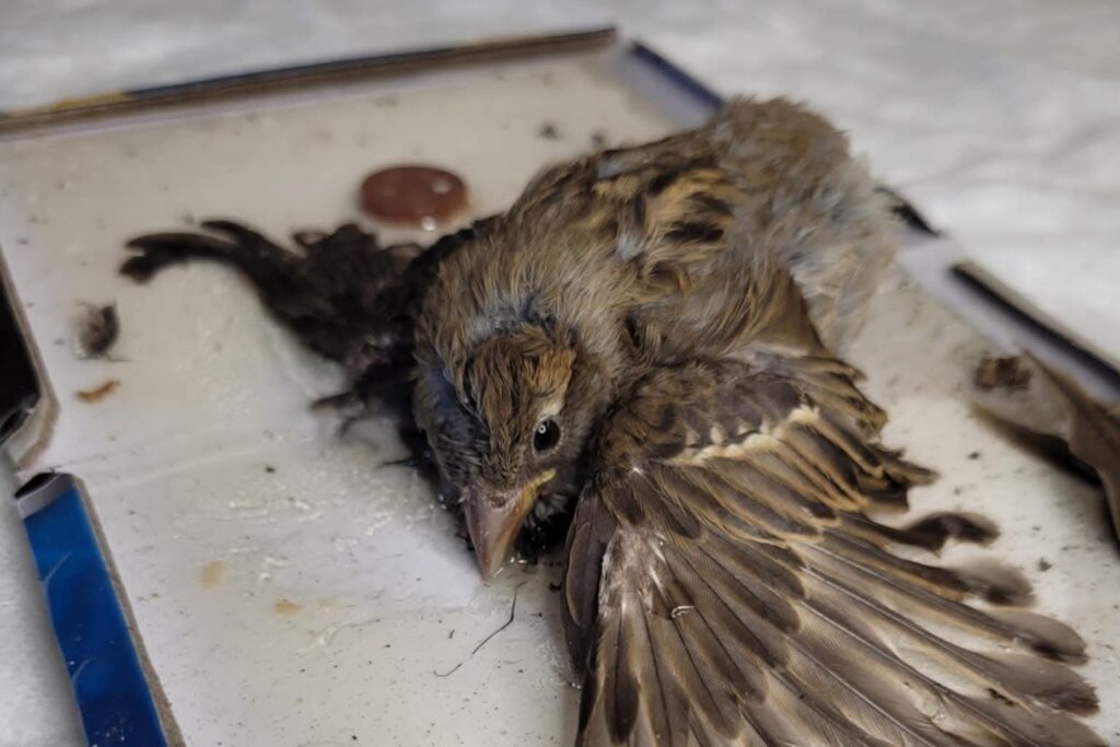 Szczury wolno żyjące – inteligentne czyściochy. Najnowszy raport obala mity 3 szczury