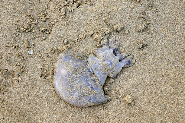 meduzy