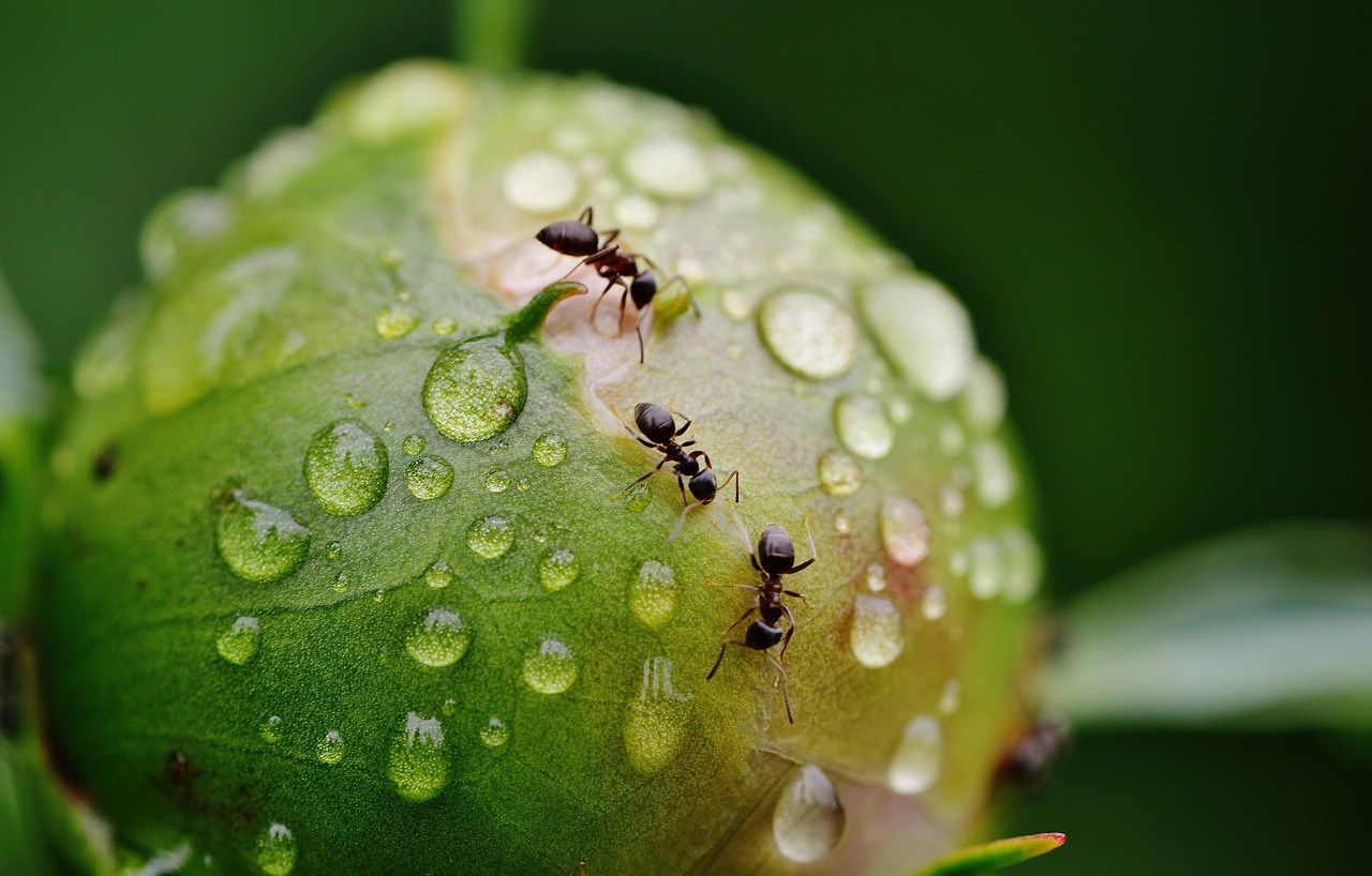 Owady w deszczu są interesującym przykładem adaptacji do trudnych warunków Fot. Pixabay
