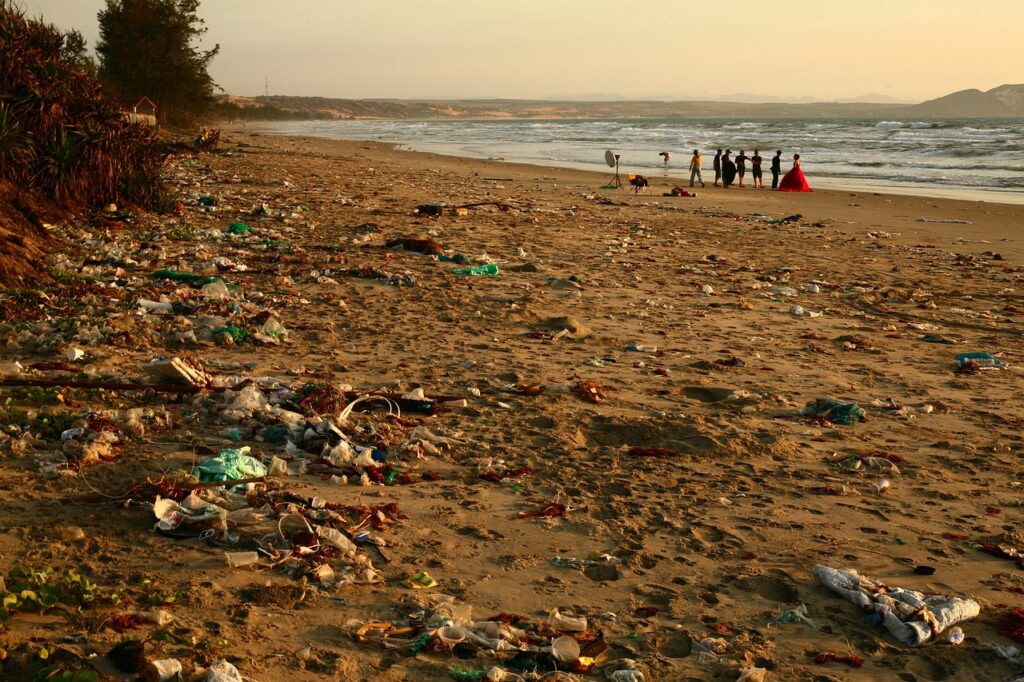 Dziki na plaży – postrach czy atrakcja dla turystów? 2 śmieci przyciągają dziki