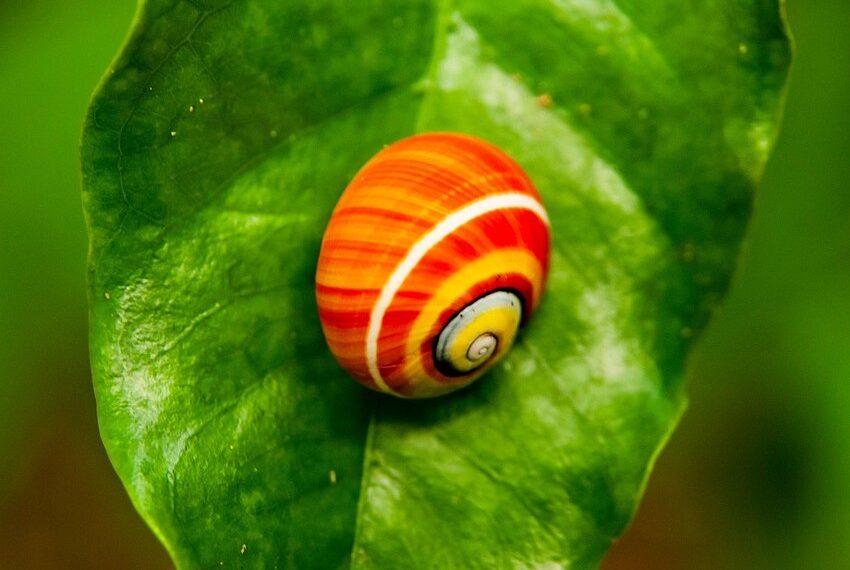 Zielone Klasy .Polymita