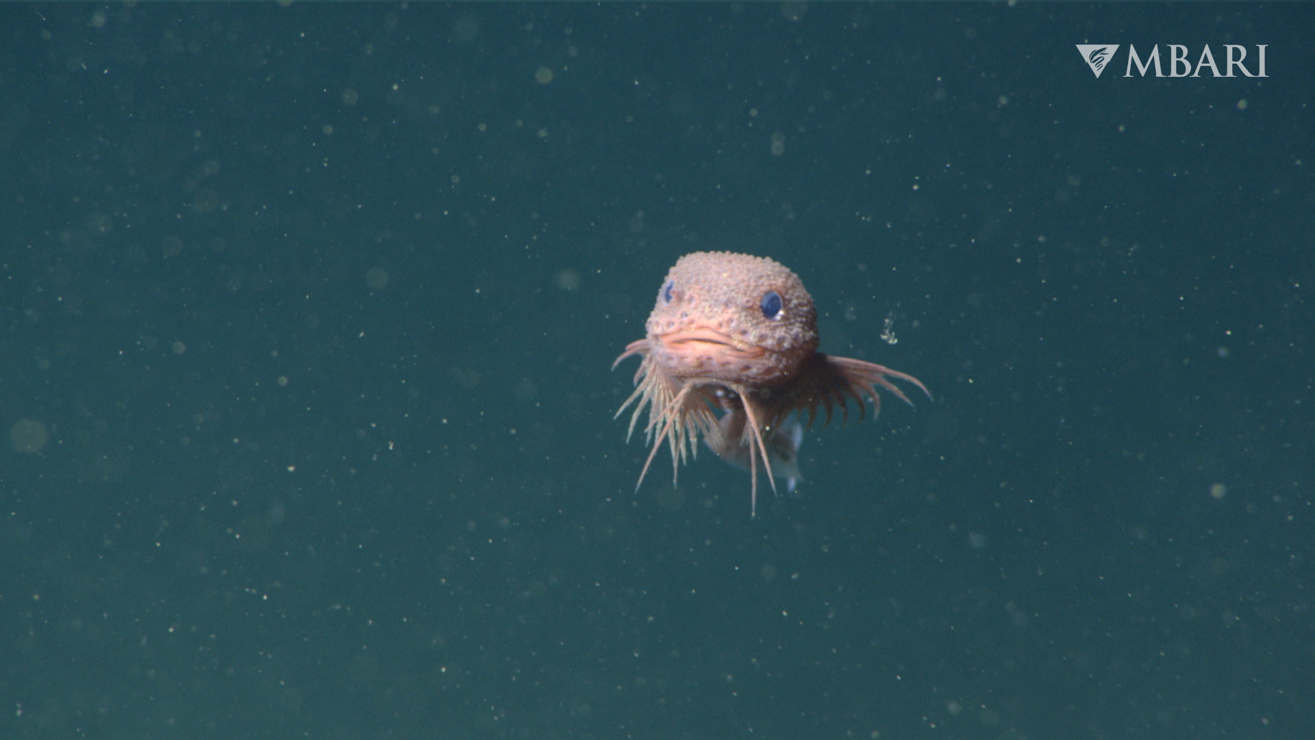 Jeden z nowo odkrytych gatunków Careproctus colliculi Fot. MBARI
