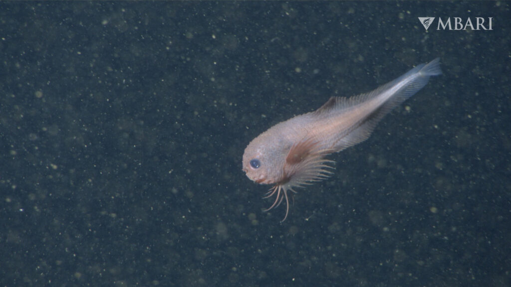 Nowo odkryte gatunki to: Careproctus colliculi, Careproctus yanceyi, Paraliparis em Fot. MBARI