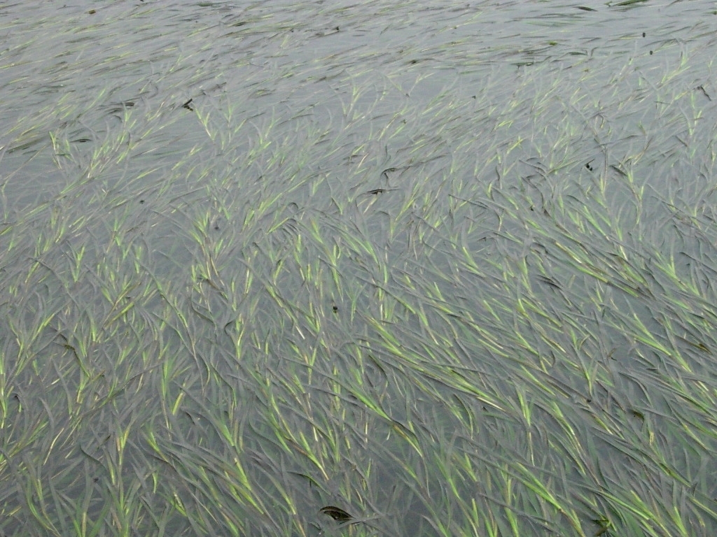 Podwodne łąki Bałtyku – reintrodukcja trawy morskiej w Zatoce Puckiej 1 Lokalne nasadzenia trawy morskiej wspomagają odbudowę siedlisk Fot. Autorstwa Ruppia2000 - Praca własna, CC BY-SA 3.0, https://commons.wikimedia.org/w/index.php?curid=29143056