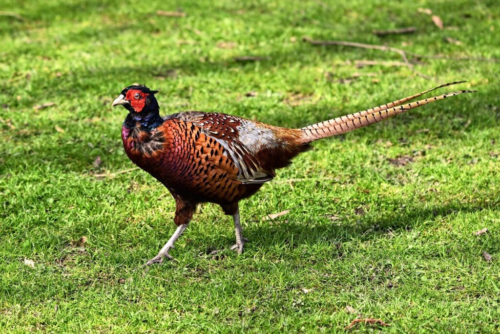 łabędzie