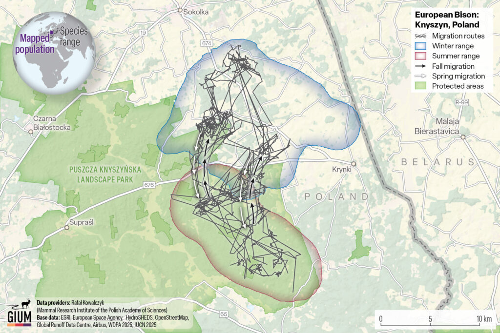 mapa łosie migracje