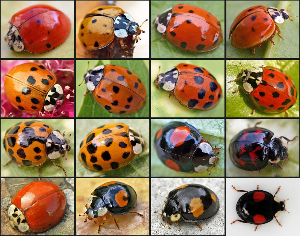 Różne warianty ubarwienia Harmonia axyridis Fot. Autorstwa © entomartIn case of publication or commercial use, Entomart wishes then to be warned (http://www.entomart.be/contact.html), but this without obligation. Thank you., Attribution, https://commons.wikimedia.org/w/index.php?curid=815107