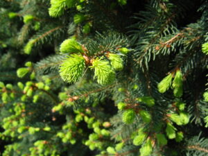 Świerki pospolite (Picea abies) potrafią koncentrować nanocząsteczki złota przy pomocy zamieszkujących je bakterii Fot. Autorstwa Agnieszka Kwiecień (Nova) - Praca własna, CC BY 2.5, https://commons.wikimedia.org/w/index.php?curid=765288