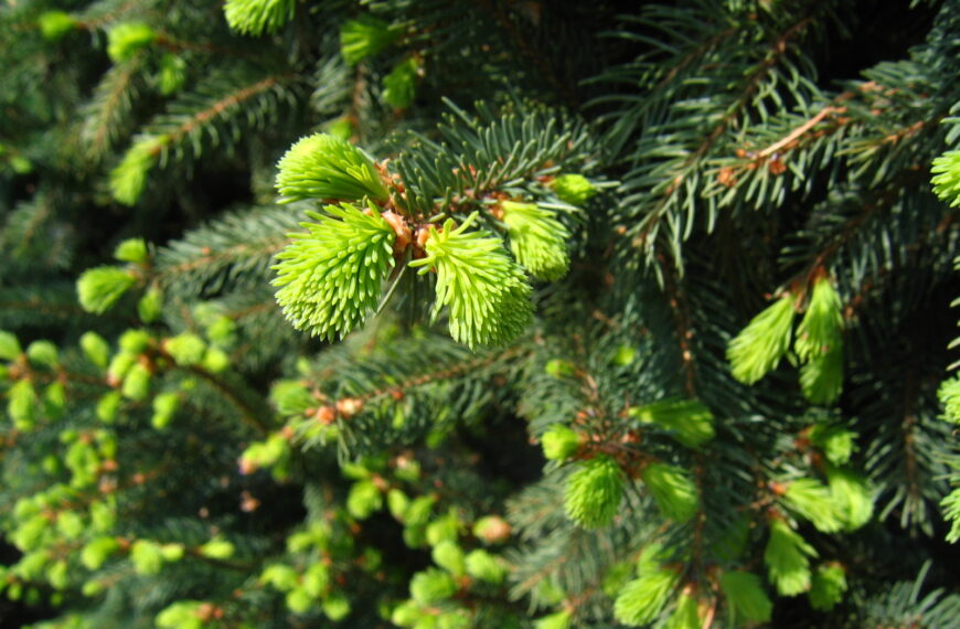 Świerki pospolite (Picea abies) potrafią koncentrować nanocząsteczki złota przy pomocy zamieszkujących je bakterii Fot. Autorstwa Agnieszka Kwiecień (Nova) - Praca własna, CC BY 2.5, https://commons.wikimedia.org/w/index.php?curid=765288