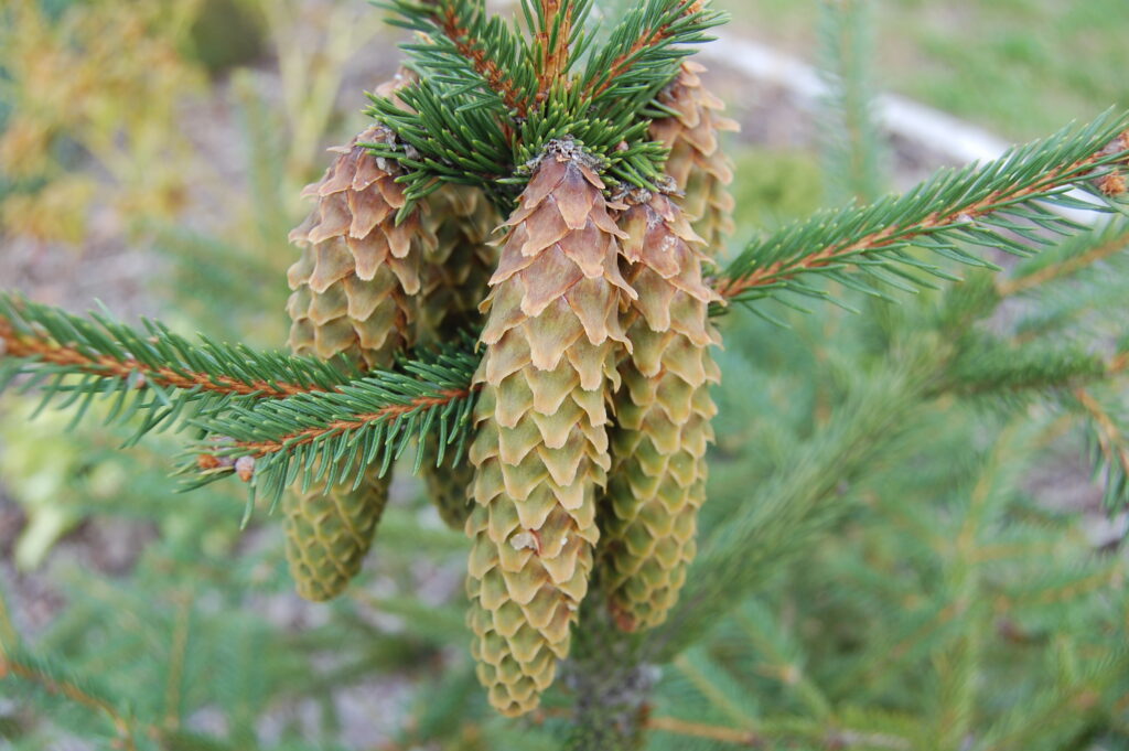 Igły o wyższym stężeniu złota mają mniejsze bogactwo gatunkowe bakterii, co sugeruje, że obecność metalu wpływa na skład mikrobiomu roślin Fot. Autorstwa Sebastian Kubacki - Praca własna, CC BY-SA 4.0, https://commons.wikimedia.org/w/index.php?curid=163827575