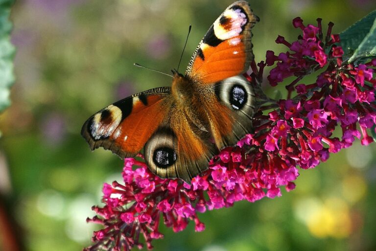 inwazyjna Budleja Dawida