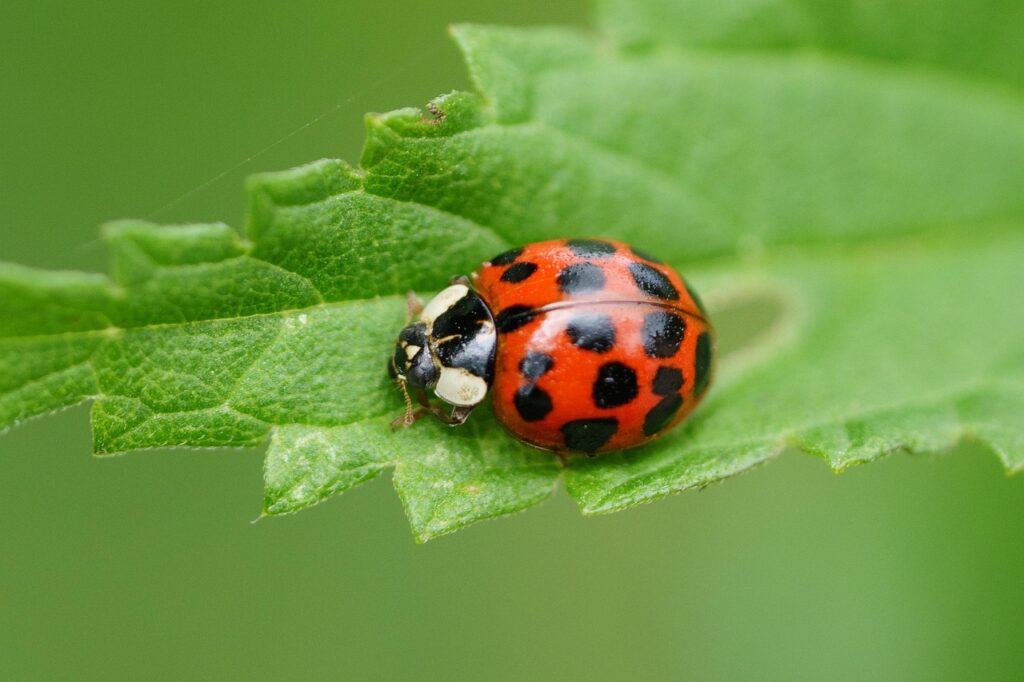 Dla biedronek azjatyckich budynki mieszkalne przypominają skały, w których w naturalnym środowisku spędzają zimę Fot. Pixabay