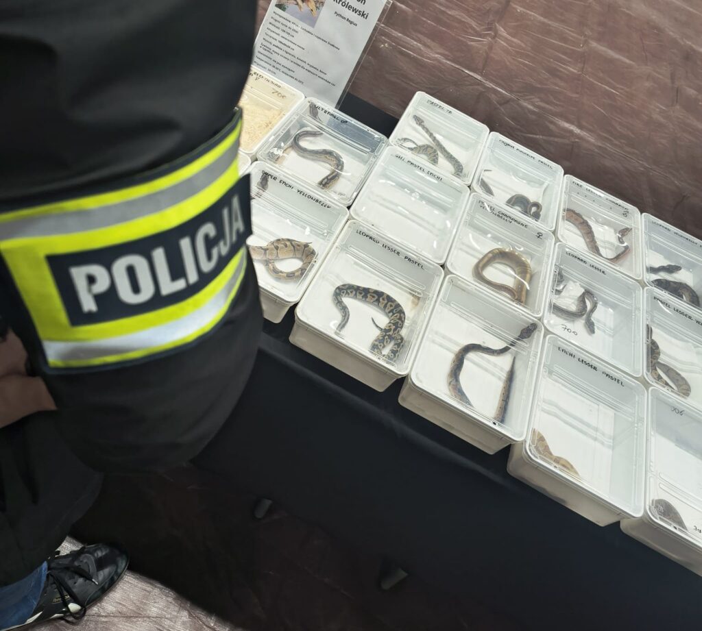 Nielegalny handel na targach w Lublinie. W trakcie targów zabezpieczono 6 żółwi błotnych, 3 kameleony i 25 pytonów królewskich Fot. Facebook – KMP Lublin; https://www.facebook.com/photo?fbid=758919120490785&set=pcb.758920147157349&locale=pl_PL