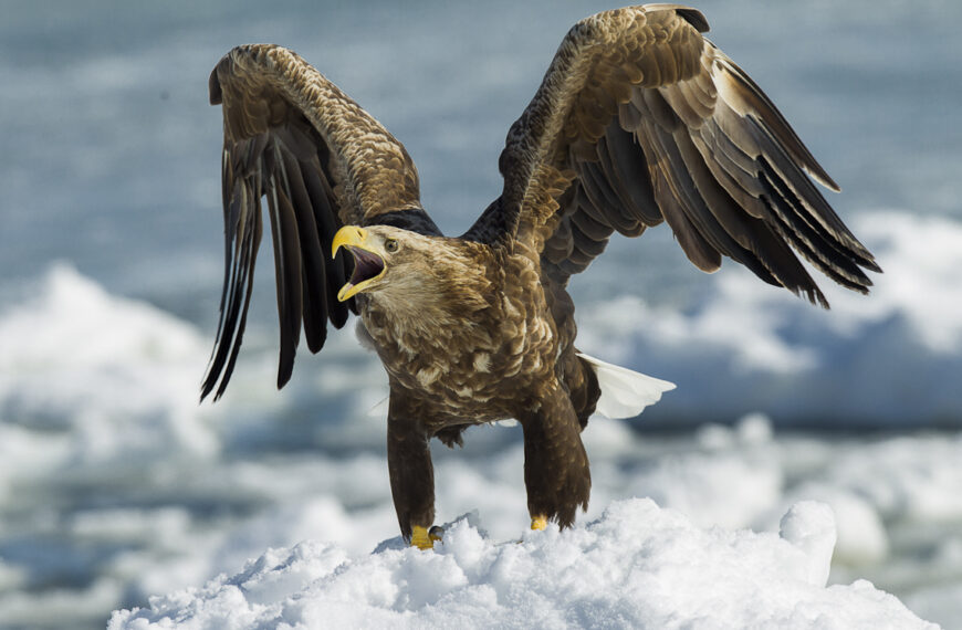 Polskie lasy i rzeki znów tętnią życiem dzięki powrotowi dzikich gatunków Fot. Autorstwa Francesco Veronesi from Italy - White-tailed Sea-Eagle - Hokkaido - Japan_S4E9284, CC BY-SA 2.0, https://commons.wikimedia.org/w/index.php?curid=39980862