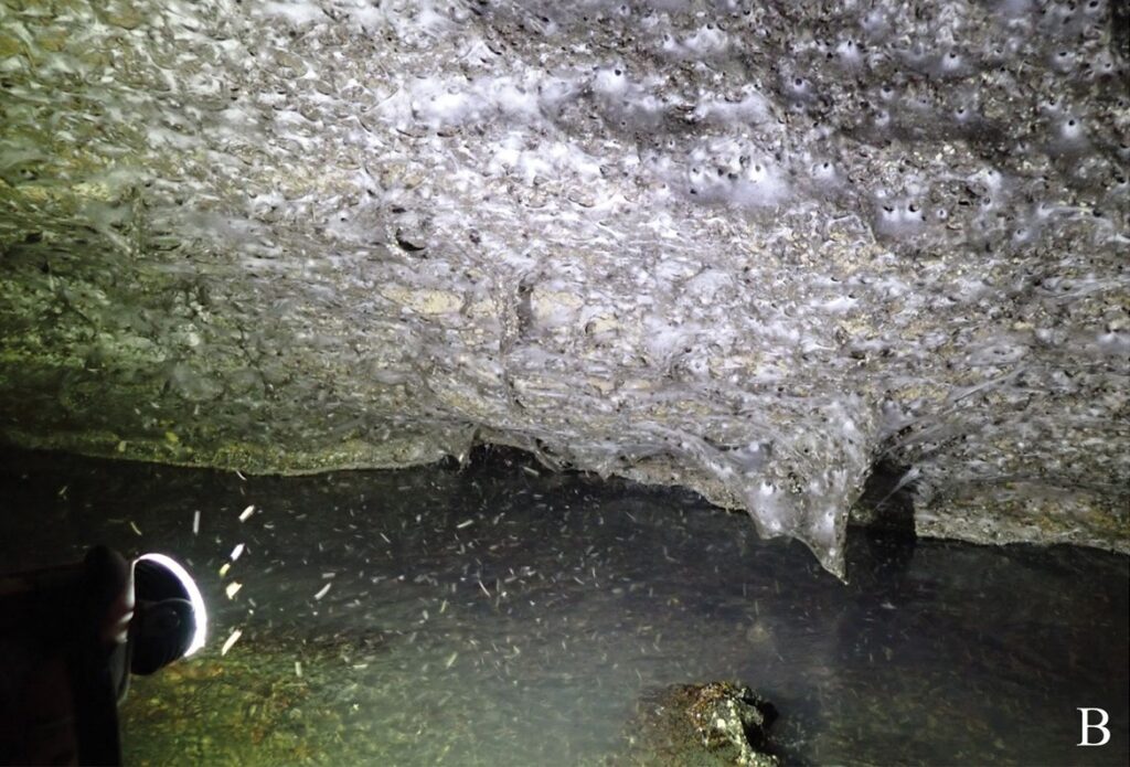 Prawdopodobnie jest to największa pajęczyna na świecie Fot. Subterranean Biology