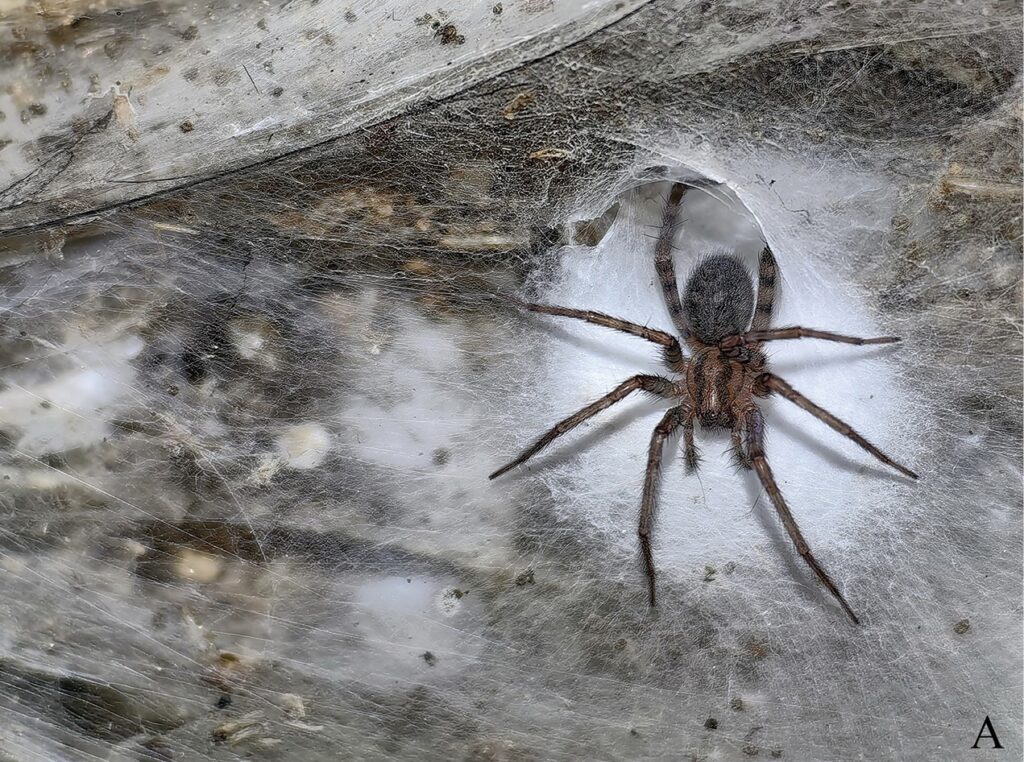 Kątnik domowy (Tegenaria domestica) w „Sulfur Cave” Fot. Subterranean Biology