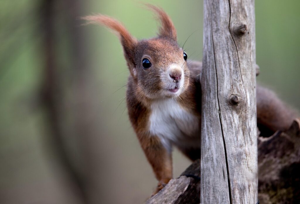 wiewiórka ruda
