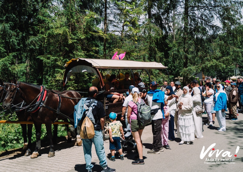 Politechnika Śląska