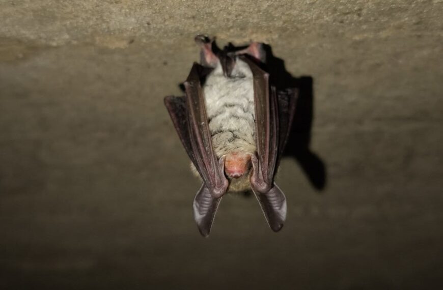 Narodowym Fot. Adam Olszewski, Kampinoski Park Narodowy, Facebook: https://www.facebook.com/photo?fbid=1317483820420330&set=pcb.1317484000420312